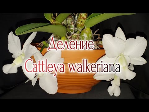 Видео: Cattleya walkeriana Деление Адаптация