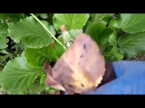 Видео: Бадану достаточна 1 чистка весной