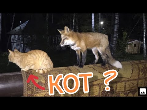 Видео: ЛИ СЯО. Алиса - Лиса. Смешные моменты. ч24