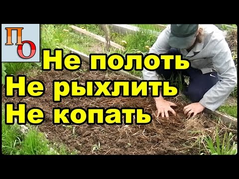 Видео: Самый лучший способ посева гороха. Как не полоть горох.