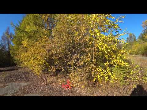 Видео: ЛЕСНАЯ ДОРОГА К СТАРОМУ ПИОНЕРЛАГЕРЮ НА ХАСЫНЕ. 15.09.21. ВИД НА КАРАМКЕН СО СТАРОЙ БАШНИ 25.09.21.