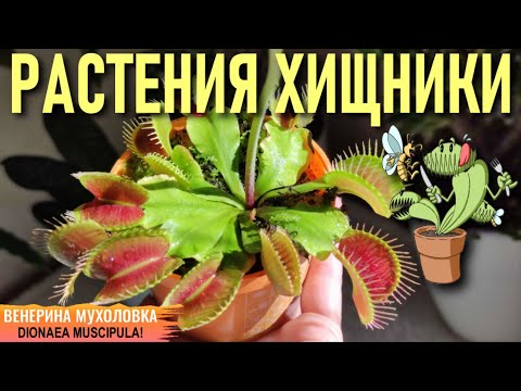 Видео: САМОЕ ПОЛНОЕ ВИДЕО В ИНТЕРНЕТЕ О СОДЕРЖАНИИ РАСТЕНИЯ-ХИЩНИКА ВЕНЕРИНА МУХОЛОВКА! DIONAEA MUSCIPULA!