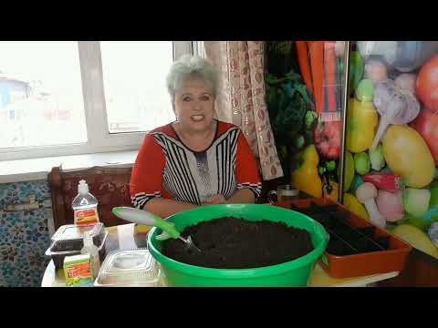 Видео: Посев томатов. Показываю пошагово и рассказываю. Как выбрать дату посева томатов?