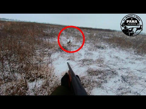 Видео: Охота на зайца по ПЕРВОМУ СНЕГУ. ЗАЯЦ ПОДНЯЛСЯ ИЗ ПОД НОГ. Самая УДАЧНАЯ охота сезона 2021-2022.