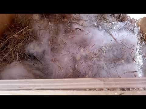 Видео: Крольчатам 10 дней / 5 дней