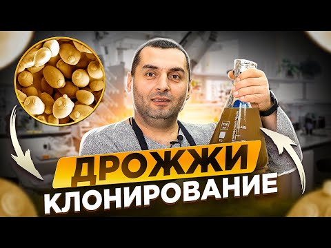 Видео: ДРОЖЖИ – "клонирование" дорогих штаммов в домашних условиях.