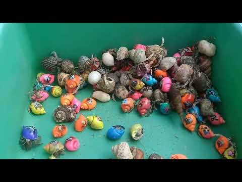 Видео: Ловите рыбу-собаку и раков-отшельников, улиток, слизней, угрей, крабов, морскую рыбу, морских зве...