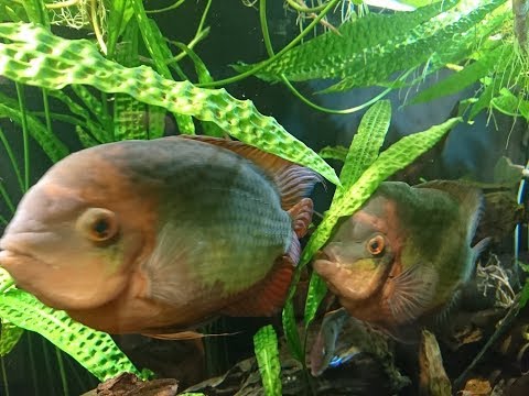 Видео: Цихлазома бражник, винная или цихлазома Красса  (Cichlasoma Temporale)