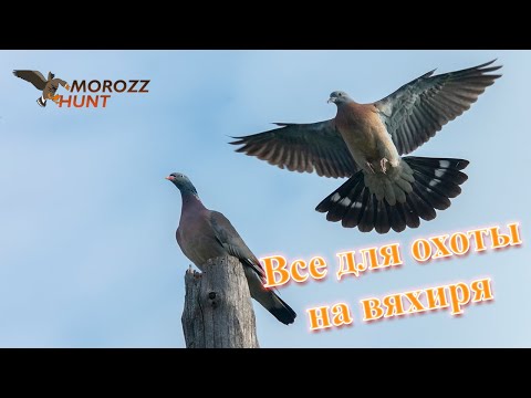 Видео: Охота на вяхиря. Чучела, скорлупы, махакрыл и карусели.