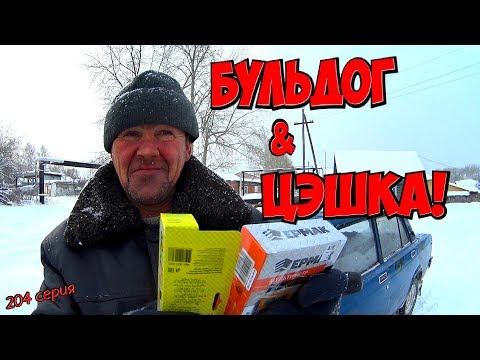 Видео: Бульдог & "цэшка"!