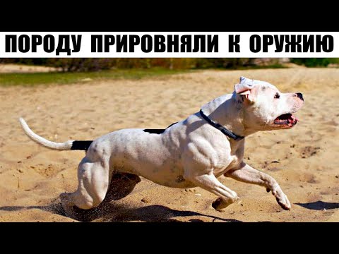 Видео: АРГЕНТИНСКИЙ ДОГ — Порода Собак Запрещенная Во Многих Странах Мира!