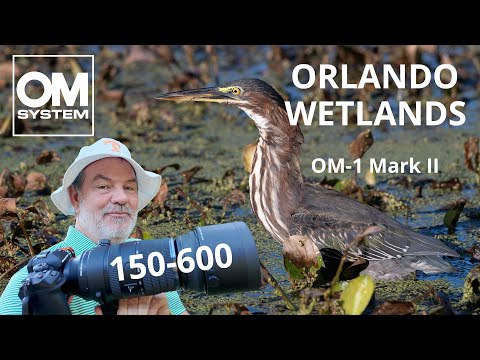 Видео: OM-1 Mark II Орландо Водно-болотные угодья Фотосъемка птиц 150-600 сентября OM SYSTEM