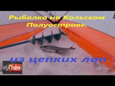 Видео: Рыбалка на Кольском Полуострове. Озеро Имандра Кислая губа. Озеро Лумболка