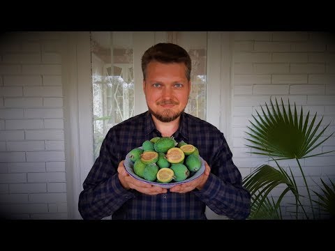 Видео: ФЕЙХОА, ПЕРВЫЙ УРОЖАЙ!!!