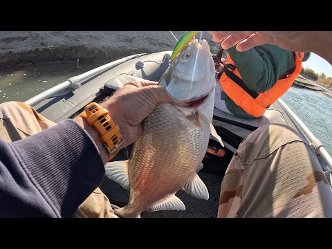 Видео: Жерех как из пулемета, но есть нюансы