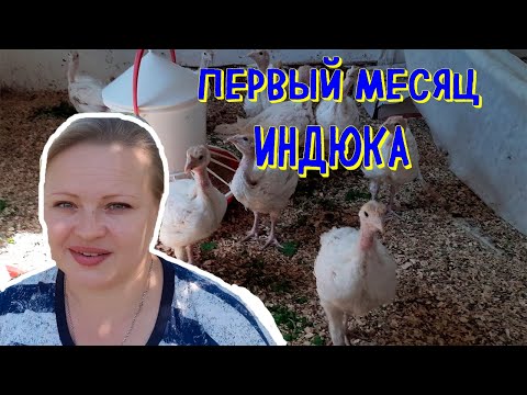 Видео: #первый #месяц #индюков