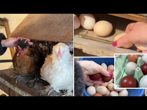 Видео: Куры Живут Сами КАК ЭТО СДЕЛАНО