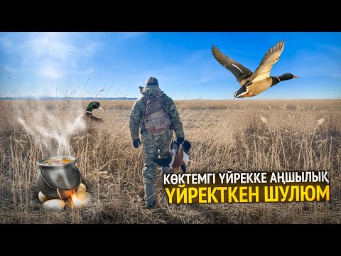 Видео: КӨКТЕМГІ ҮЙРЕККЕ АҢШЫЛЫҚ. Үйректен шулюм сорпа. Весенняя охота на уток. DUCK HUNTING IS KAZAKHSTAN
