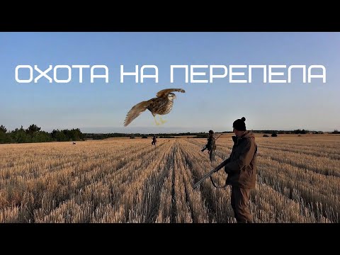 Видео: Охота на перепела с легавой собакой и манками. Quail Hunt.
