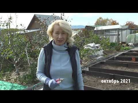 Видео: Зеленый сад фильм № 358 "Кочанный салат" 12.02.22г. Хабаровск (zeleniisad.ru)