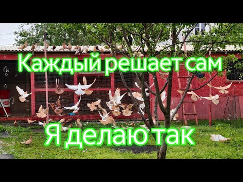 Видео: Что буду делать а чего не буду с голубями