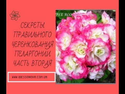 Видео: Пеларгония. Секреты правильного черенкования. Часть 2