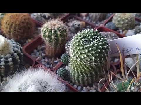 Видео: Кактусы...Род Rebutia, Sulkorebutia,их виды.