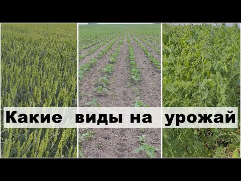 Видео: Осмотр полей 30.05.2025 | Озимая пшеница | Горох | Подсолнечник