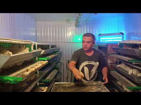 Видео: Перепела. цена или качество?