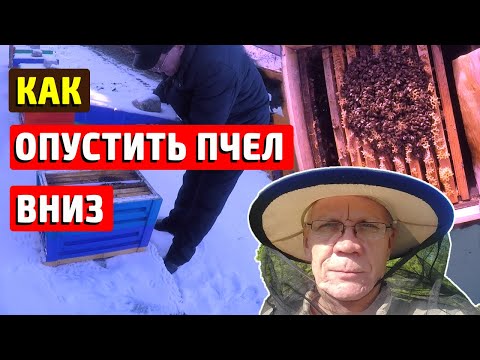 Видео: Зимовка пчел на улице. Как проходит зимовка пчел? Куда деваются корма?