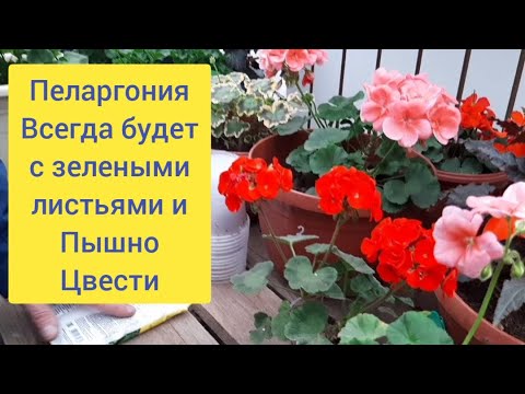 Видео: Пеларгония обожает эту подкормку, Листья становятся изумрудно_зелеными.