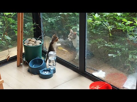 Видео: Бездомная кошка родила у меня дома, но я не смог их оставить...