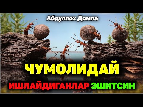 Видео: Чумолидай ишлайдиганлар эшитинг! ~Абдуллох Домла ~Abdulloh Domla #ilmnuri #abdullohdomla #hayot 