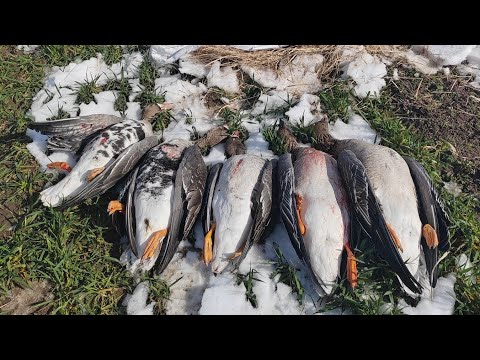 Видео: Охота на гусей 12 апреля 2025. Моё закрытие.