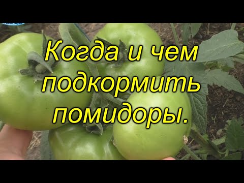 Видео: Подкормка томатов, которая [значительно] повысит урожай. Когда и чем подкормить помидоры.