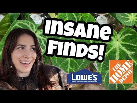 Видео: Пёстрый антуриум в Home Depot?! 😲 Покупка растений в Тилтоне, Нью-Гэмпшир