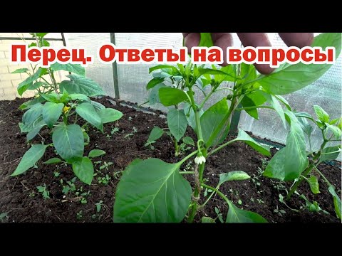 Видео: Выращивание перца. Отвечаю на вопросы зрителей