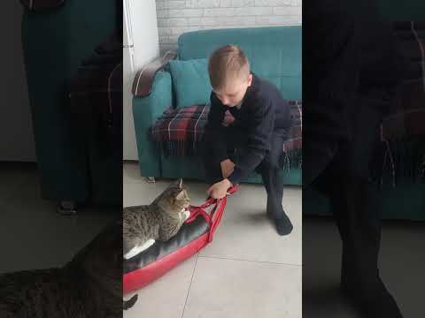 Видео: котик