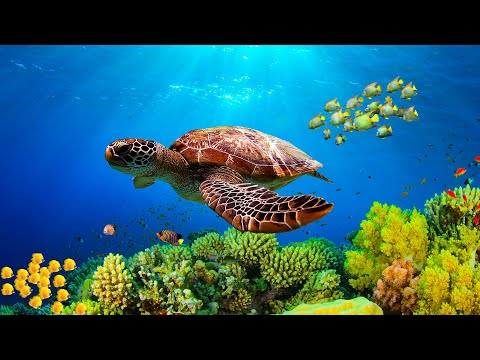 Видео: Целебная музыка для души и сердца - спокойные мелодии для нервов #1