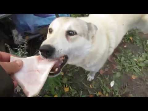 Видео: ХОТЕЛ ОБМАНУТЬ ЛАЕК!!! НЕ ПРОКАТИЛО!!!)))