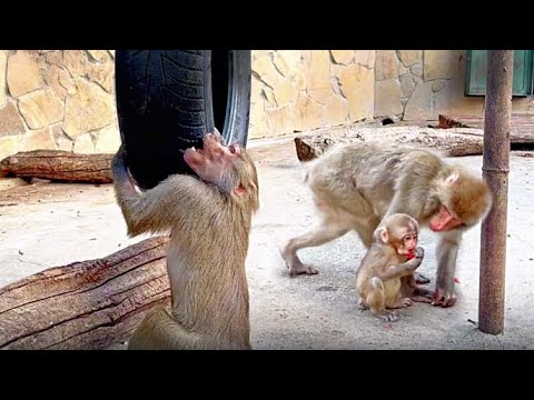Видео: Мать не кормит молоком малышку Сакуру. Люся напала на колесо - отработка приёмов или растут клыки?