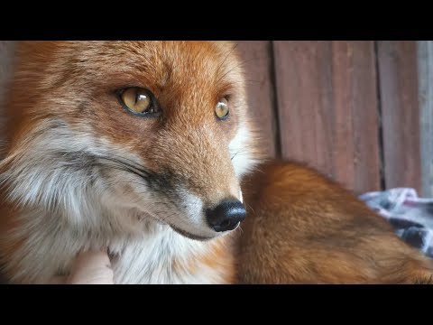 Видео: Лиса Василиса уверена: Лисички захватят мир!