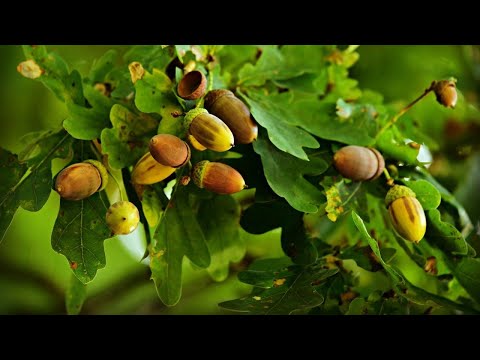 Видео: #104. ІГРИ З ЖОЛУДЯМИ: сенсорна інтеграція