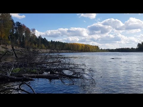 Видео: Ачинск.  Рыбалка, сентябрь 2023 г, Промбор.