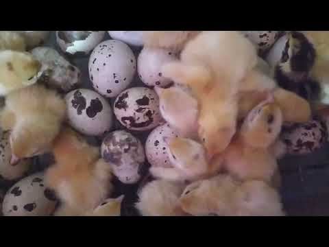 Видео: 2 ноября 2025 г.