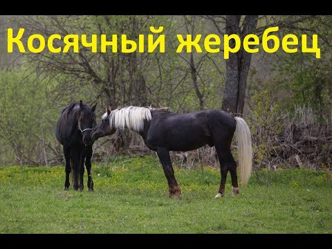 Видео: Косячный жеребец. Качества и обязанности.