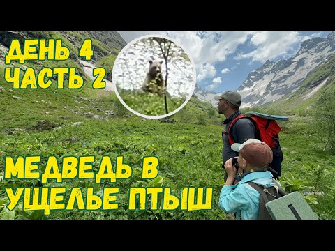 Видео: Ущелье Птыш. Встреча с медведем. Хайкинг. Домбай.