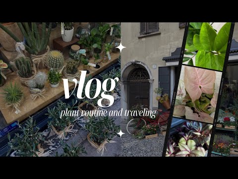 Видео: ЦВЕТОЧНЫЙ ВЛОГ || Уход за замиокулькасом, традесканцией и алоказией || Магазин растений в Италии