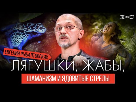 Видео: Лягушки, жабы, шаманизм и ядовитые стрелы | Евгений Рыбалтовский