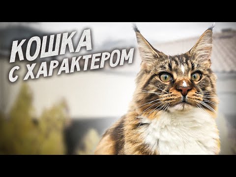 Видео: Кошка Анфиса, красотка с характером